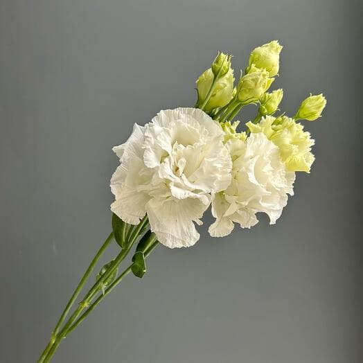 Эустома(лизиантус) махровая белая