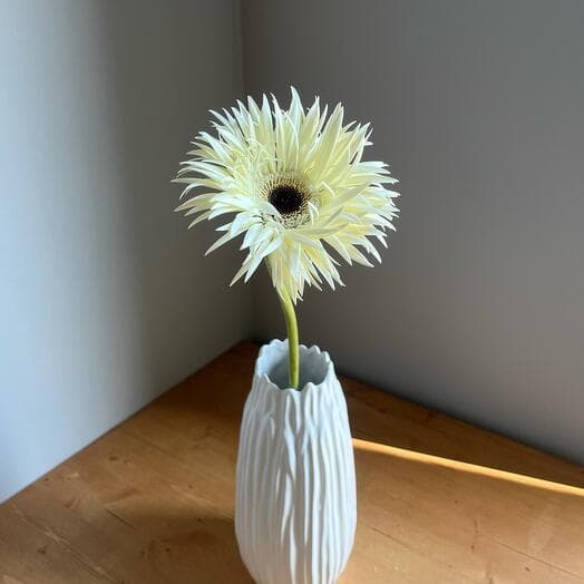 Гербера острая сорта Спайдер