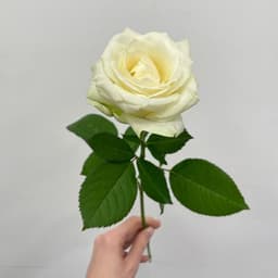 Rose VIP Premium 50 cm (from 15 pcs.)0