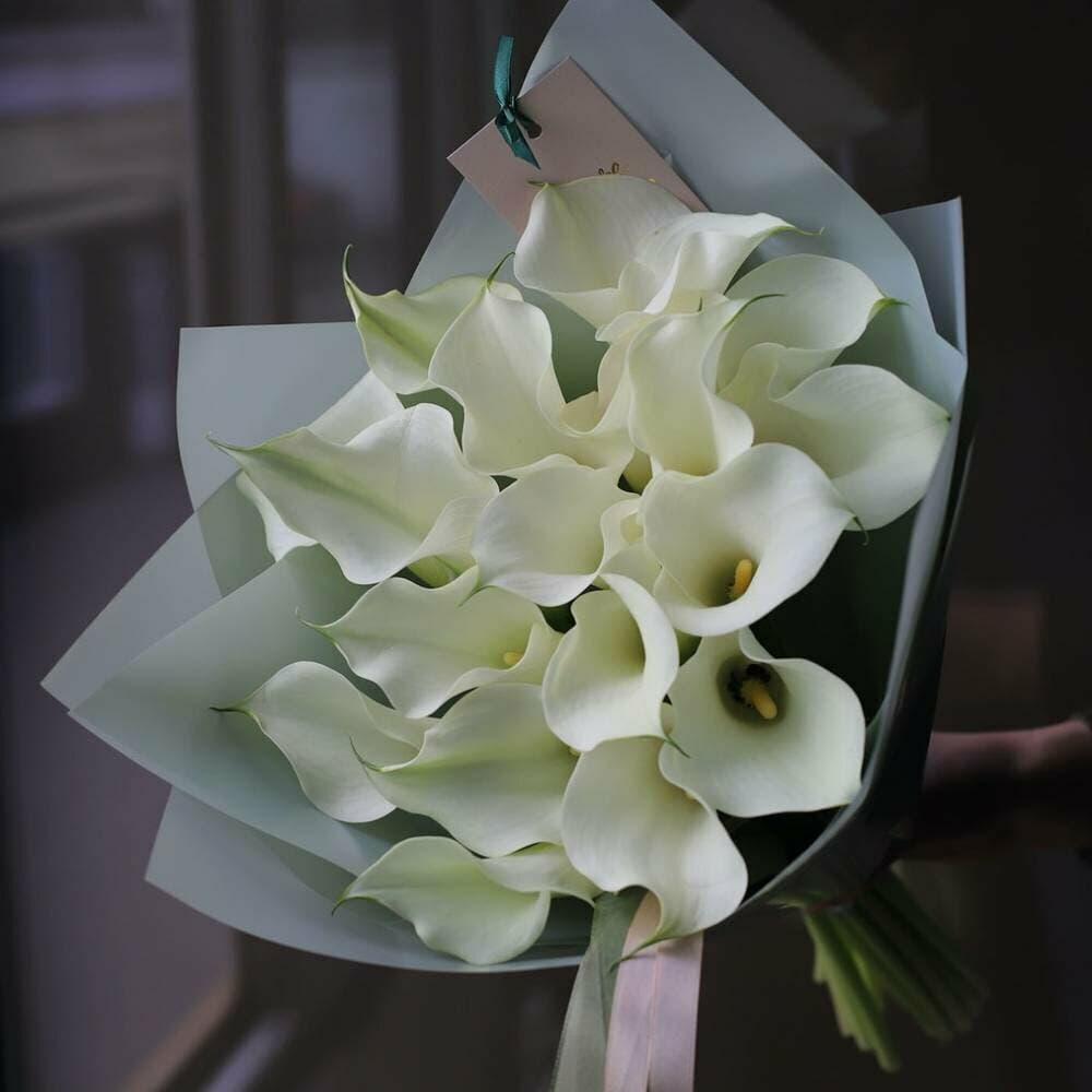 25 calla