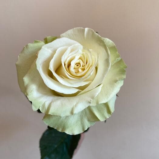 Rosa Ecuador Mundial 60 cm