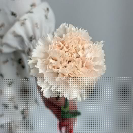 Кружевная кремовая гвоздика «Брют»