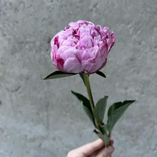 Пион Сара Бернар