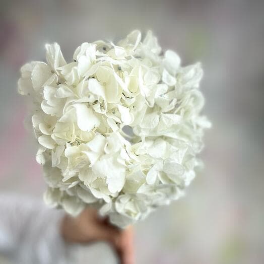 The hydrangea flower is white in a piece