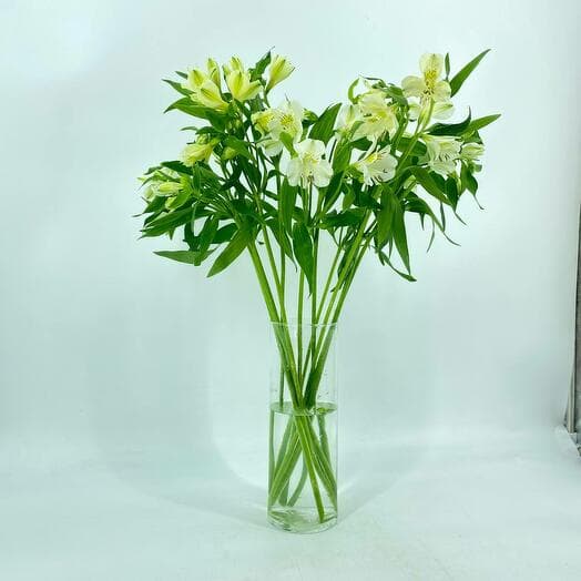 Book of white alstromeria 11 pcs without packaging