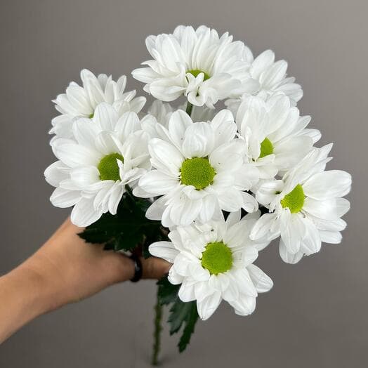 White bush chrysanthemum (chamomile)