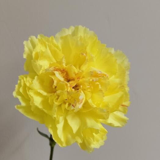 Carnation is one -headed yellow