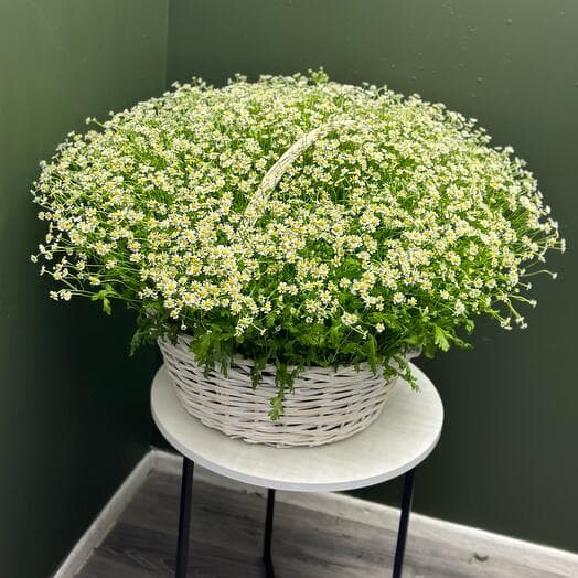 Basket with daisies