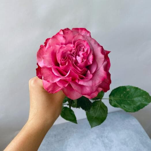 Pionovid rose "Country Blue"