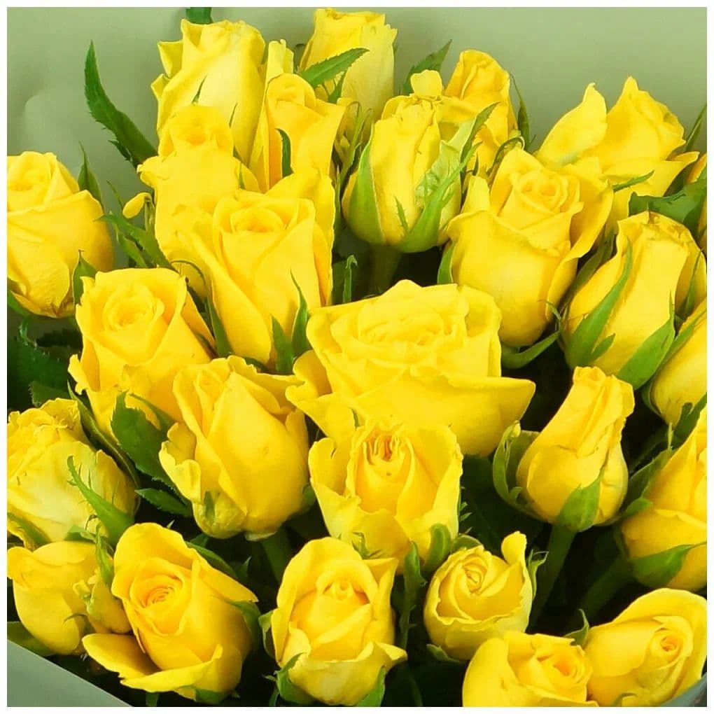 31 yellow roses