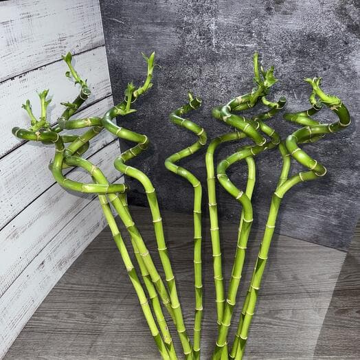 Bamboo