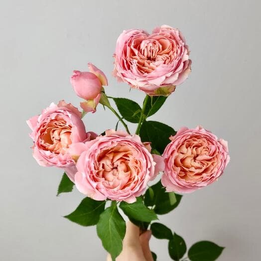 Роза кустовая пионовидная Джульетта, 50 см