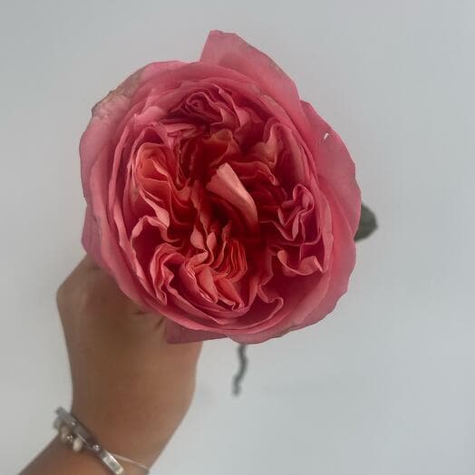 Pionovid pink rose 60 Ecuador