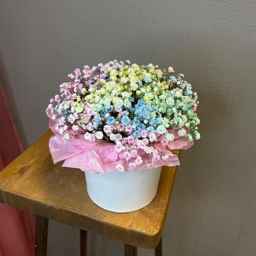 Rainbow gypsophila in the box