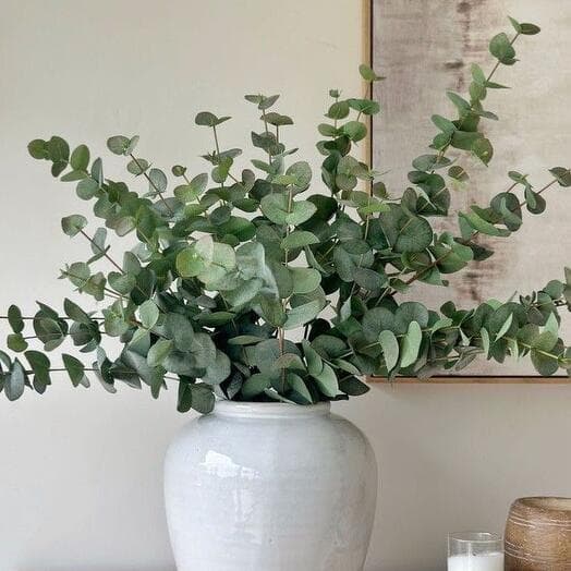 Eucalyptus