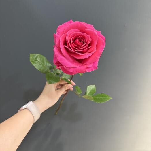 Rosa Ecuadorian "Pink Floyd"