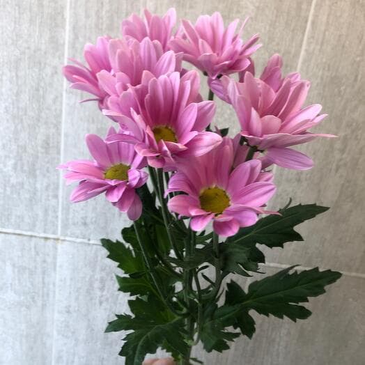 Chrysanthemum and