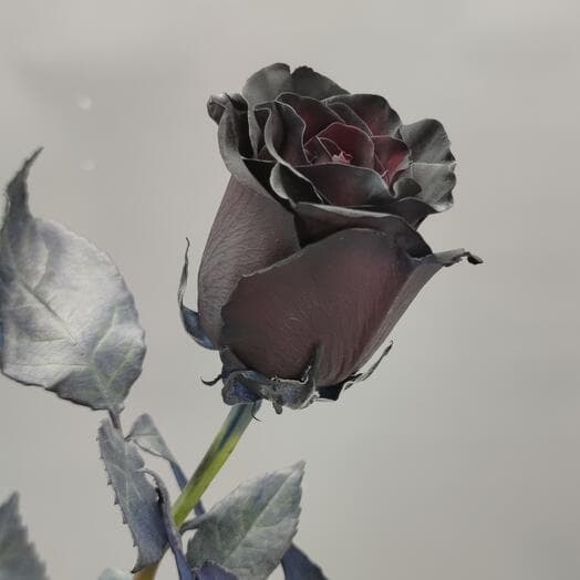 Black rose