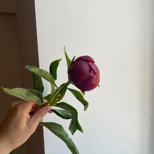 The peonies are gentle