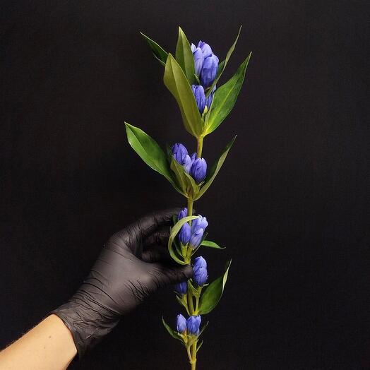 Solo💠015_Гентиана