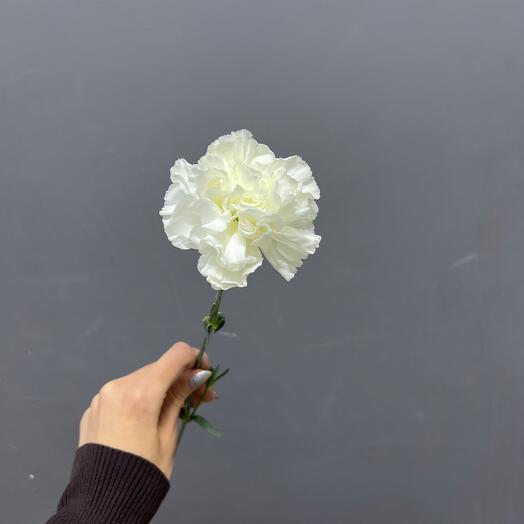 Белые диантусы