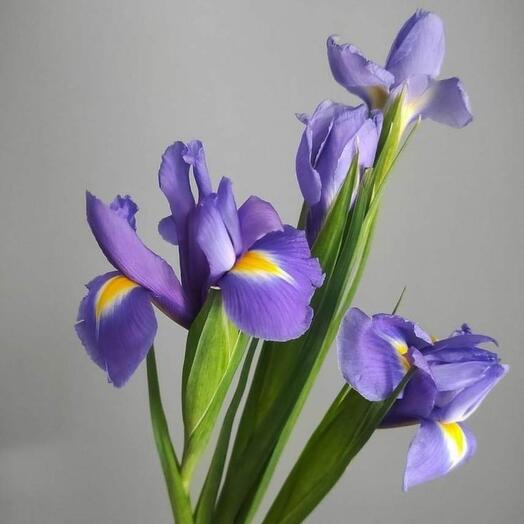 Irises Iris