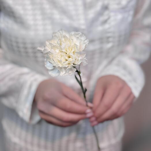 Белая гвоздика / диантус 🤍