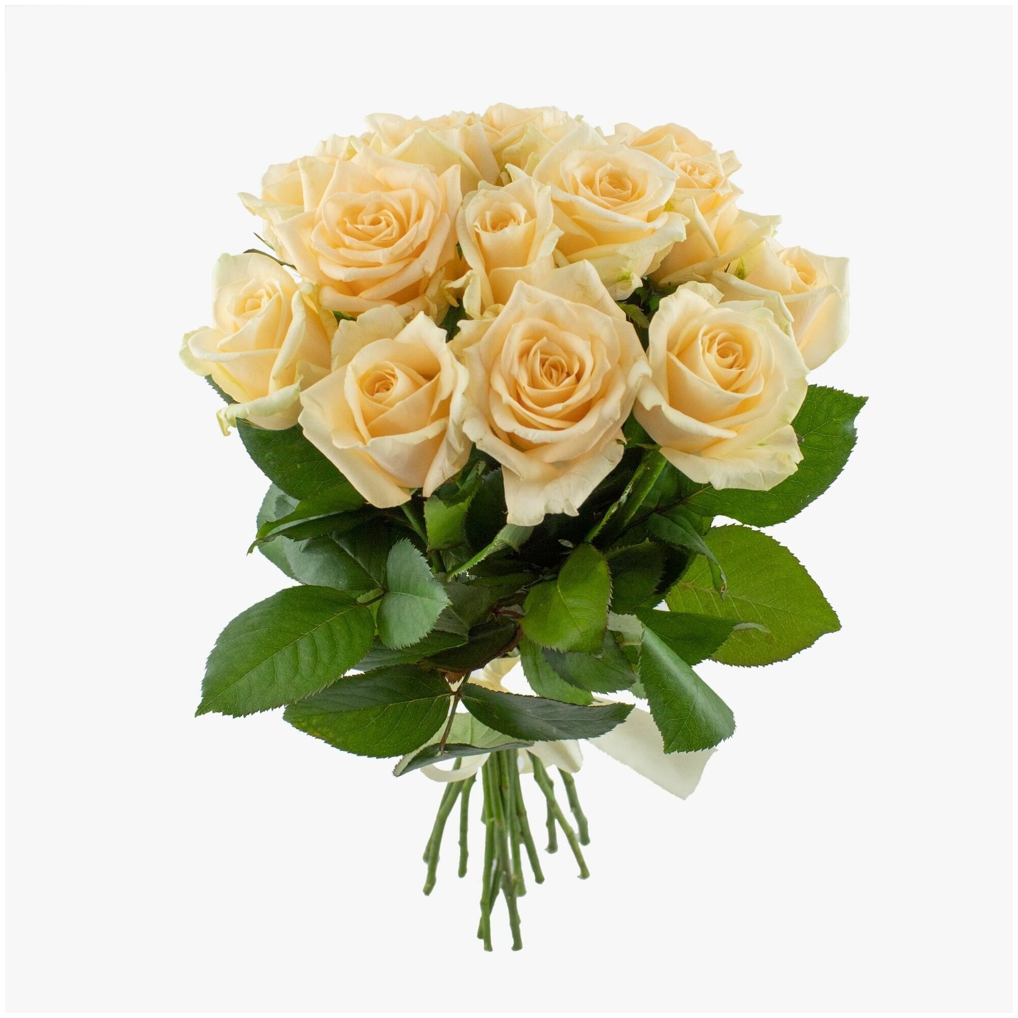 15 кремовых роз