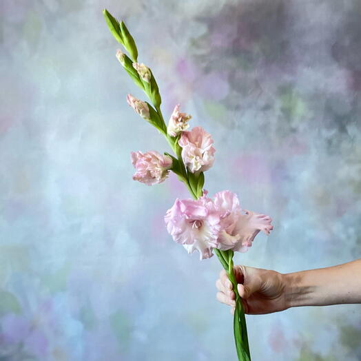 Gladiolus is pink