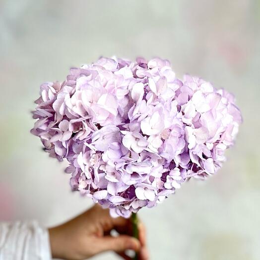 Lavender hydrangea flower
