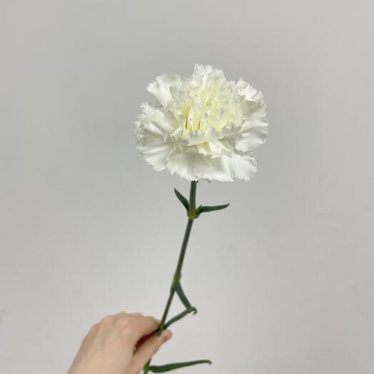 Belaya cloves (from 15 pcs.)