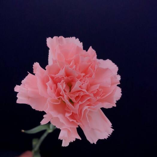 Гвоздика нежно розовая (диантус)