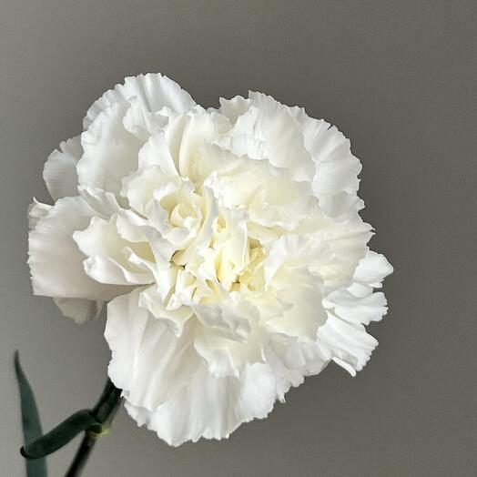 Dyanthus varietal clove white