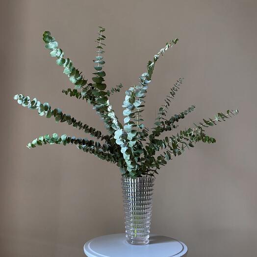 Graceful premium eucalyptus Baby Blue for the interior