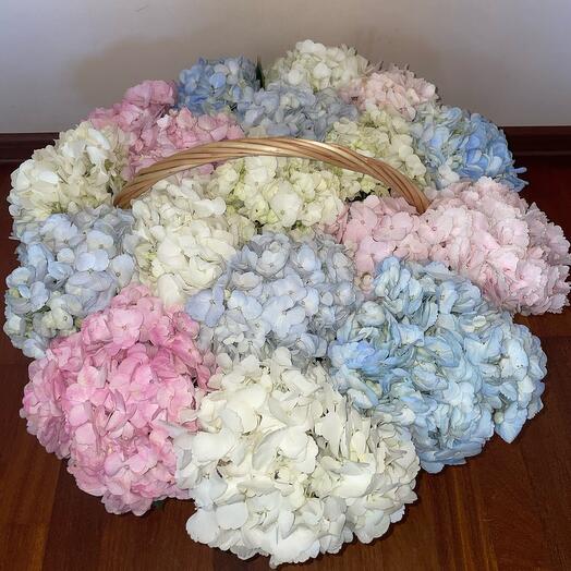 Гортензии в корзине