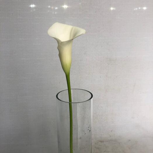 Calla