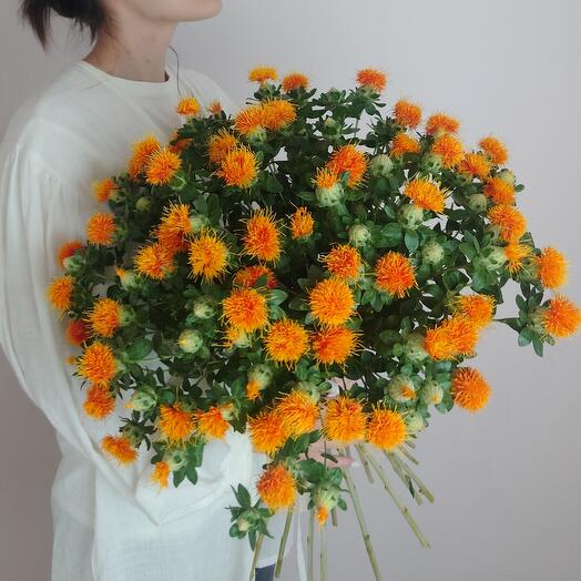 Огненный Картамус ( Сафлор ) для интерьера