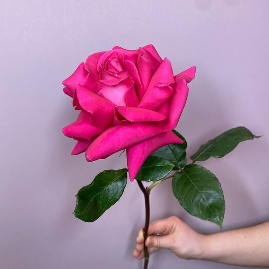 Французская роза Пинк Флоид