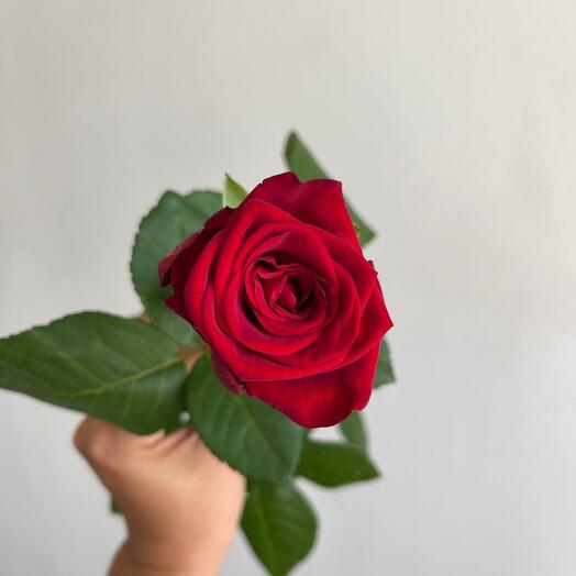 Rose Red variety "Red Naomi" 50cm