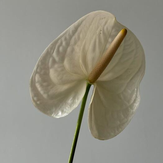 Белый антуриум