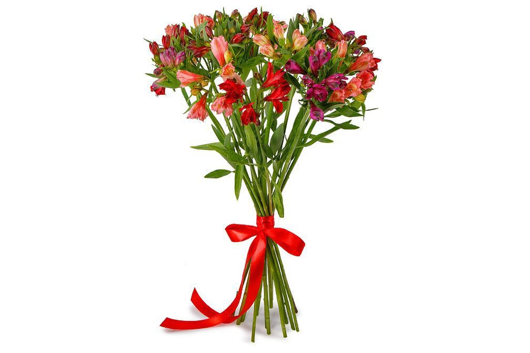 15 alstroemeria