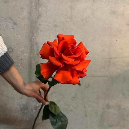 The rose is French red
Scarlet Nina 70cm