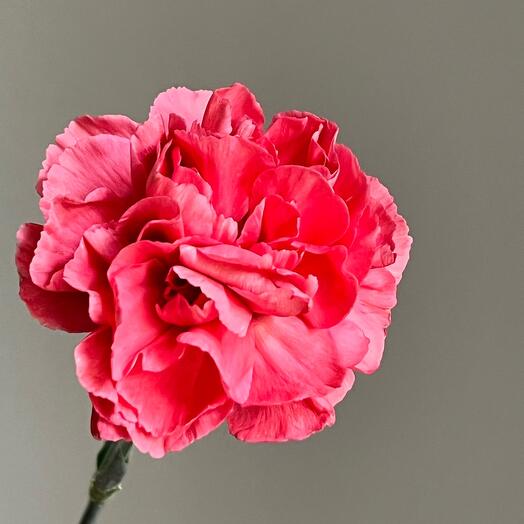 🪸 Диантус гвоздика сортовая коралл красная розовая. Стойкий цветок