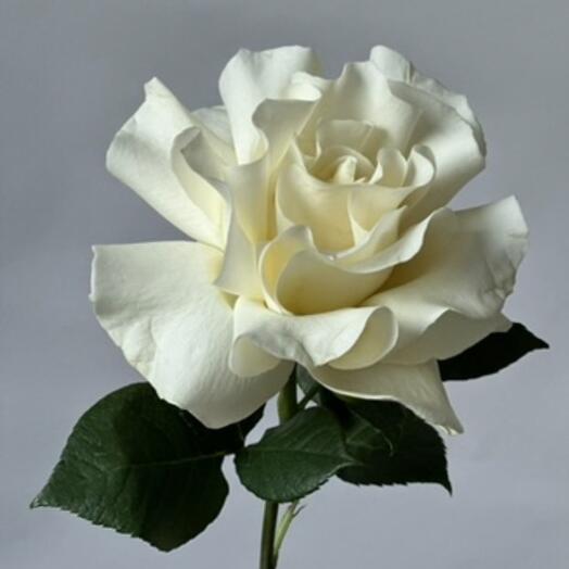 Французская Роза Мондиаль