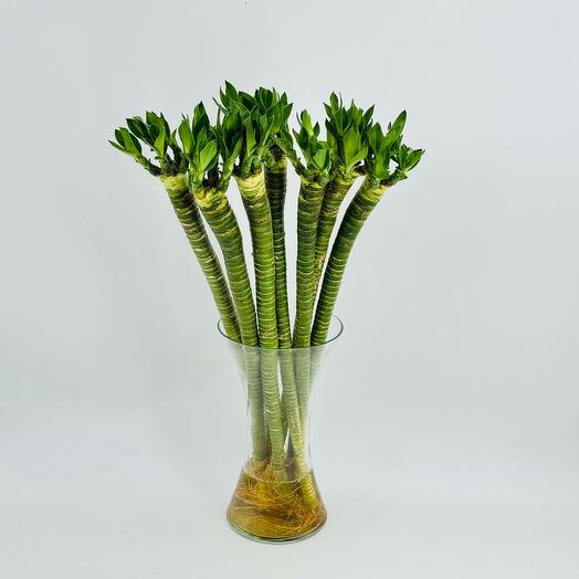 Bamboo Bamboo Bouquet 70 cm 7 pcs