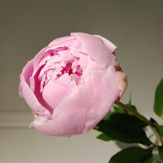 Пион Сара Бернар Голландия