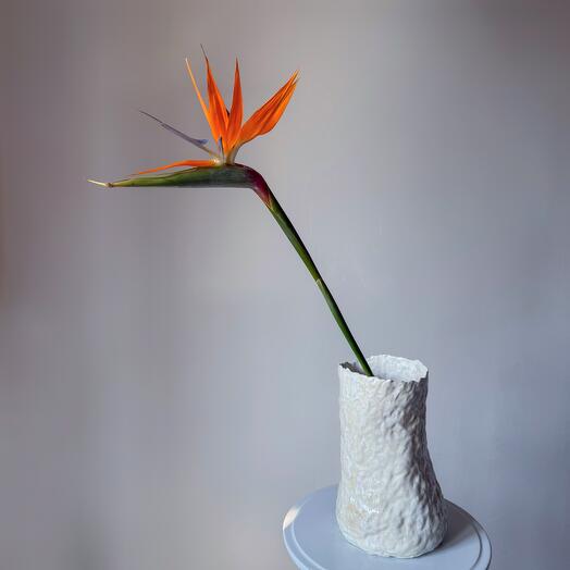 Стрелиция для интерьера