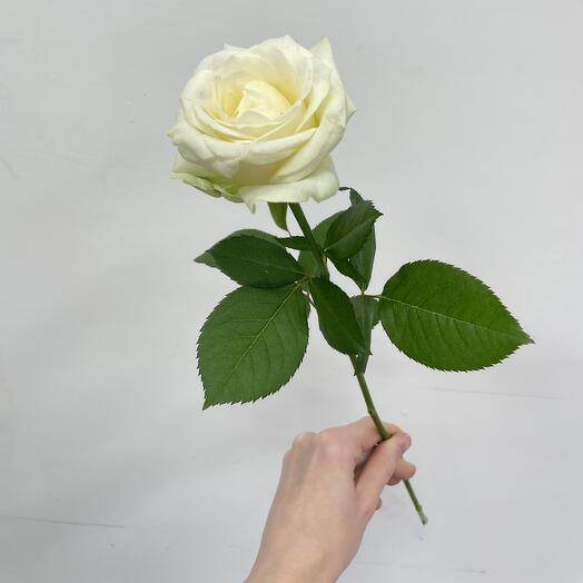 Роза Россия