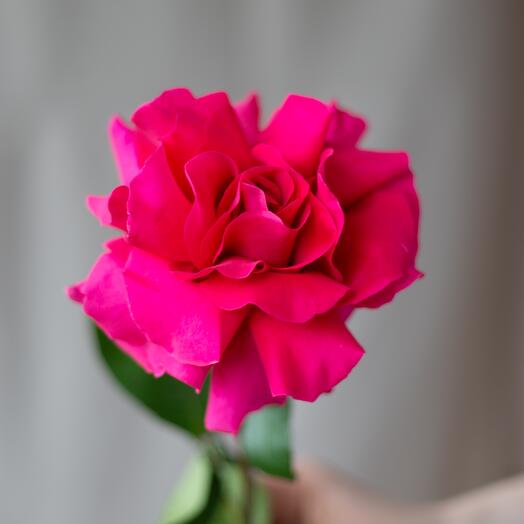 French rose is raspberry