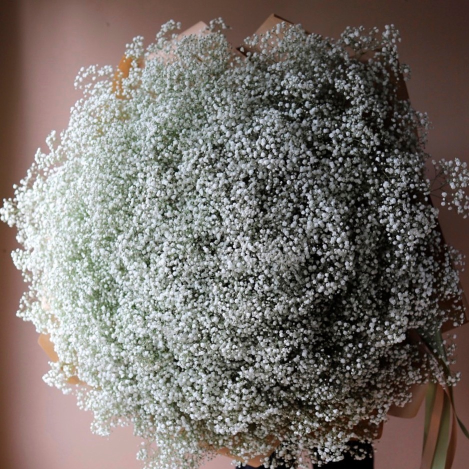 101 гипсофила